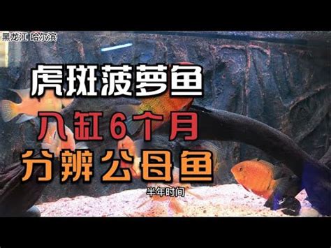 波羅魚種類|【波羅魚種類】波羅魚，觀賞魚愛好者的夢幻收藏！